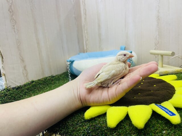 シナモン文鳥