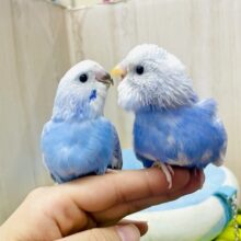 💙🩵青空組🩵💙☁️☁️☁️ 昊天ばっちこーい！　セキセイインコ　スパングルパイド