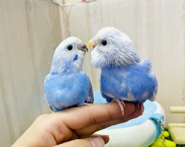 💙🩵青空組🩵💙☁️☁️☁️ 昊天ばっちこーい！　セキセイインコ　スパングルパイド