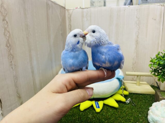 セキセイインコ