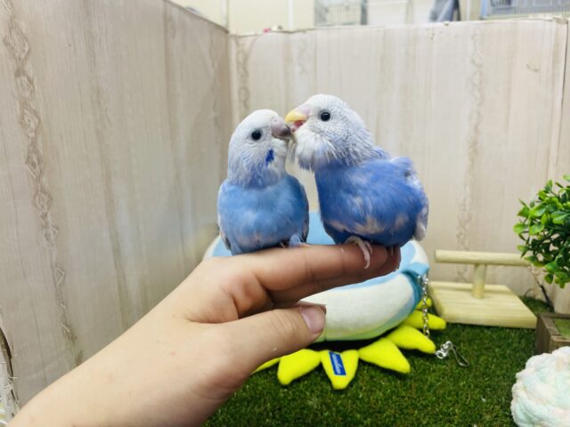 セキセイインコ