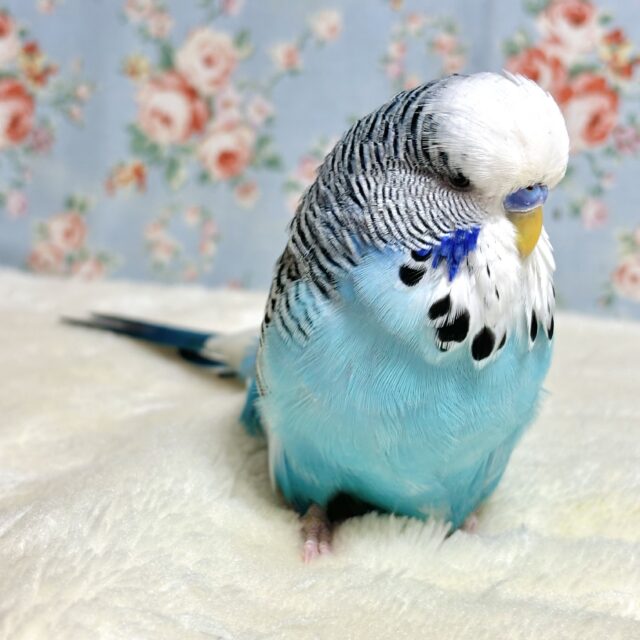 ジャンボセキセイインコ