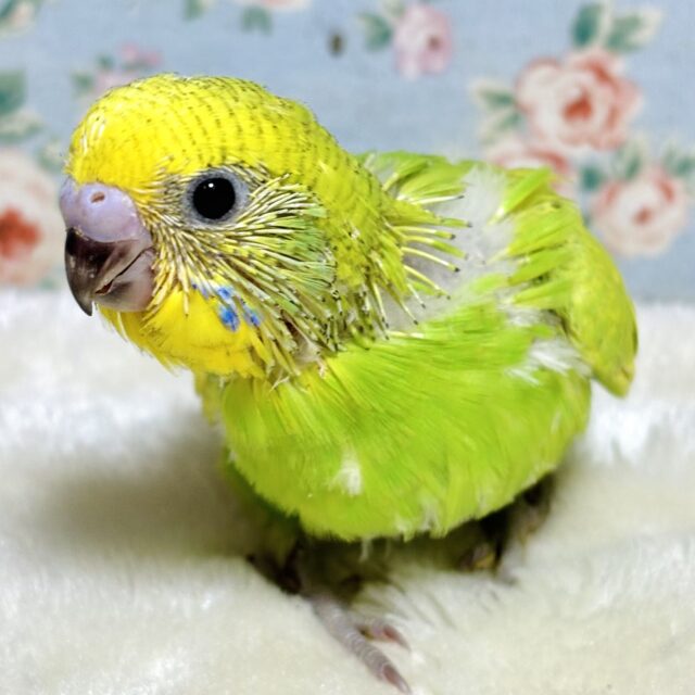 セキセイインコ スパングル 🍏🐥