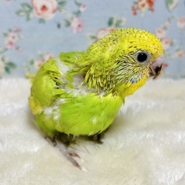 セキセイインコ