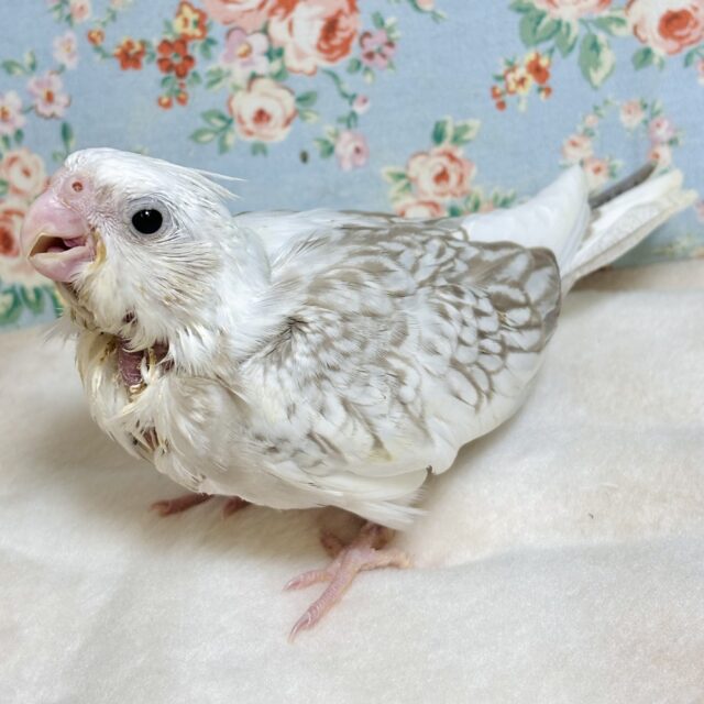 オカメインコ