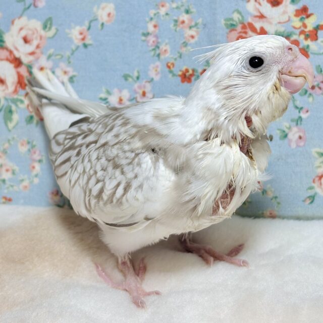 オカメインコ