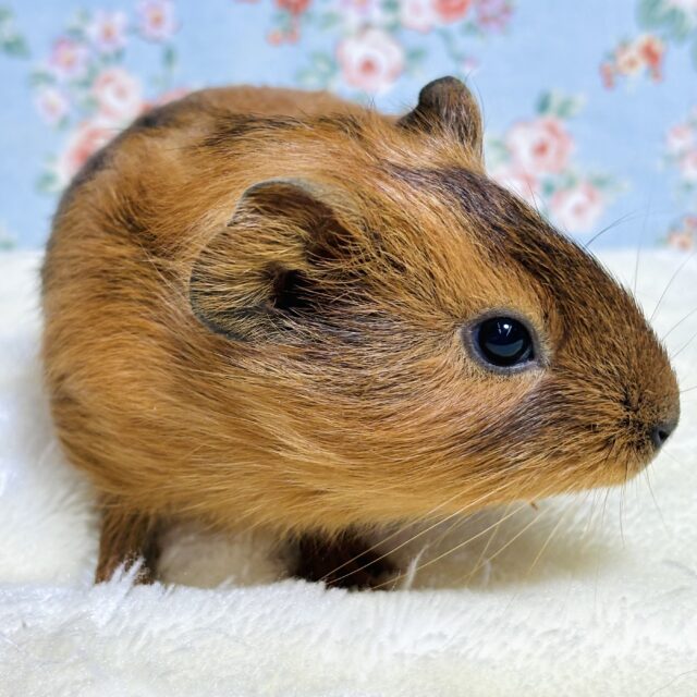 イングリッシュモルモット