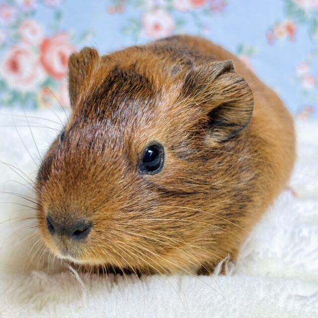 イングリッシュモルモット