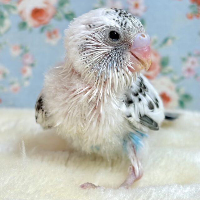 セキセイインコちゃん4羽来てくれました〜🐣🐥🐣🐥 セキセイインコ