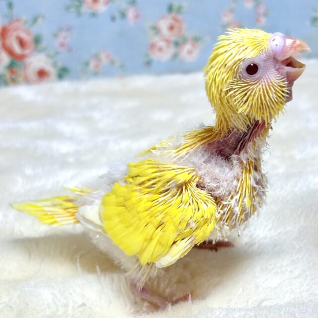 どんぐりアート♡インコちゃん5羽添え春のオブジェ♡ 鳥さんのこけし』発売。飾って癒やされ、集めてみなされ