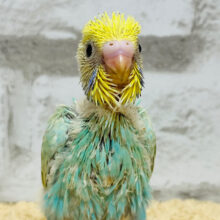 好奇心旺盛‪☆元気っ子‪☆‪☆セキセイインコ(パステルカラーレインボー) ヒナ