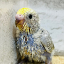 モデルポーズならお任せあれっ🧚‍♂️✨️セキセイインコ(パステルレインボー) ヒナ