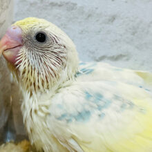 爽やかレモネード🍋 .*゜セキセイインコ(パステルカラーレインボーパイド) ヒナ