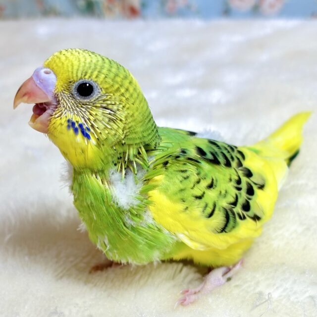セキセイインコちゃん4羽来てくれました〜🐣‪🐥🐣‪🐥‬‬
