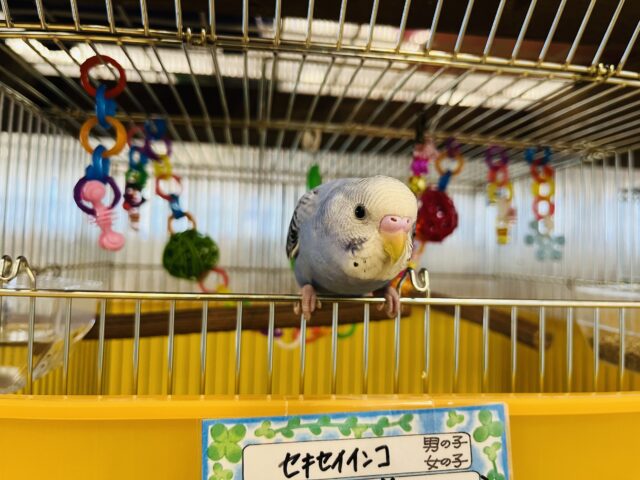 セキセイインコ