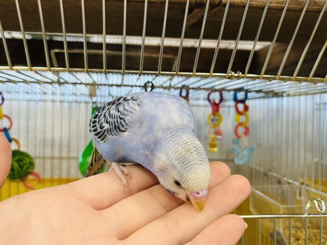 セキセイインコ