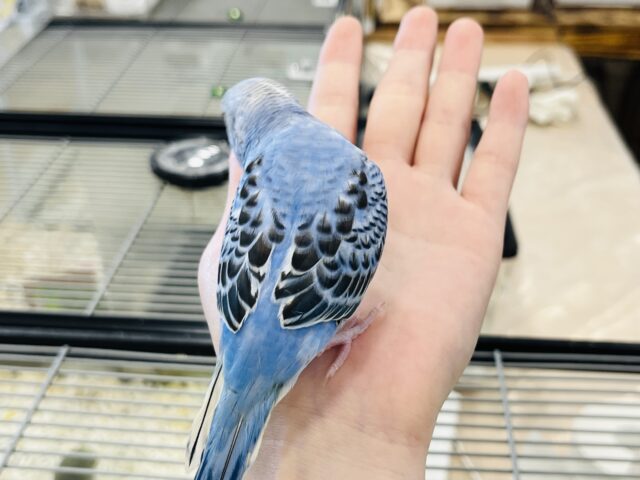 セキセイインコ