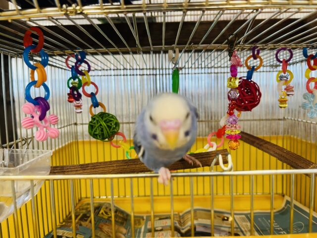 セキセイインコ