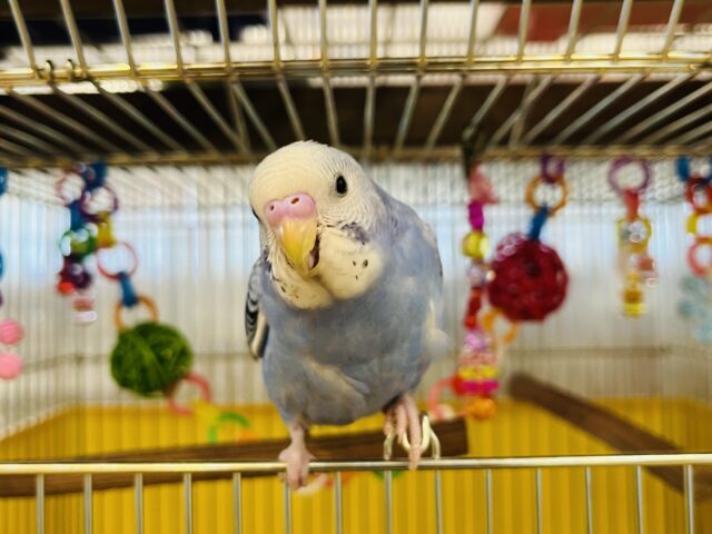 セキセイインコ