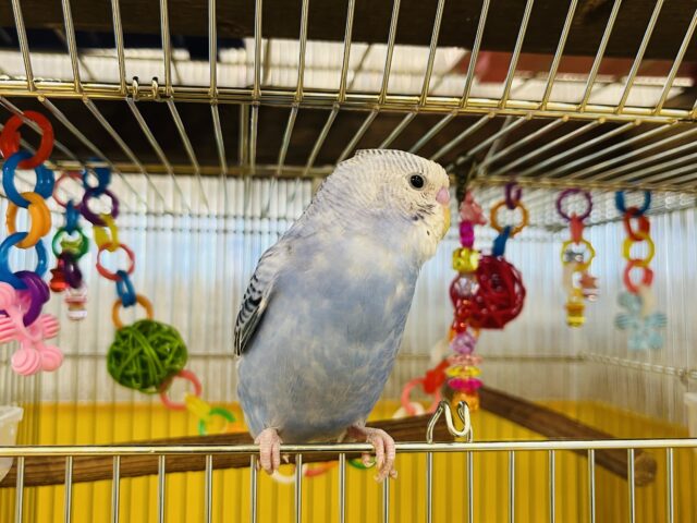 セキセイインコ