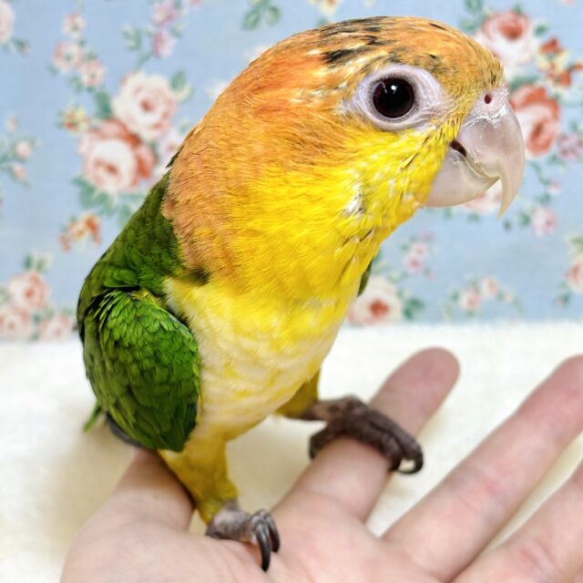 シロハラインコ 女の子 ♡‪🍊♡🍏