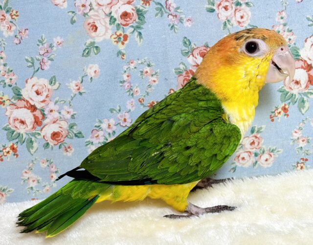 シロハラインコ