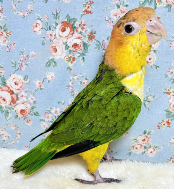 シロハラインコ