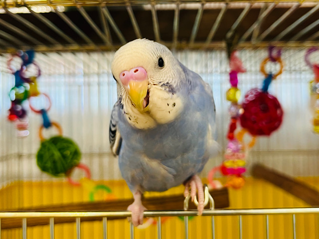 【動画更新🪄】わんぱく‪☆元気っ子‪☆セキセイインコ(オパーリン)