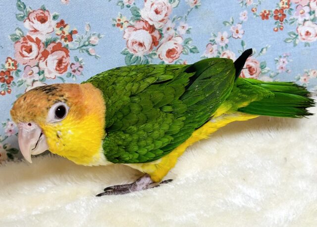 シロハラインコ