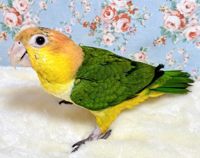 シロハラインコ