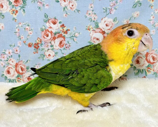 シロハラインコ