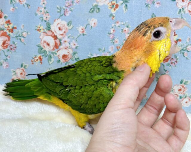 シロハラインコ