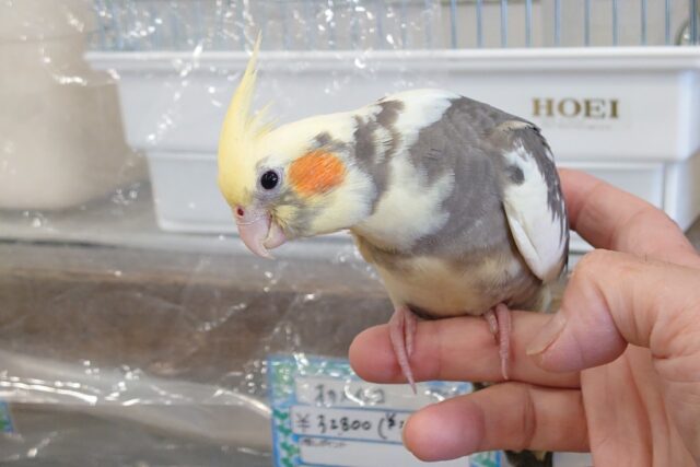 オカメインコ