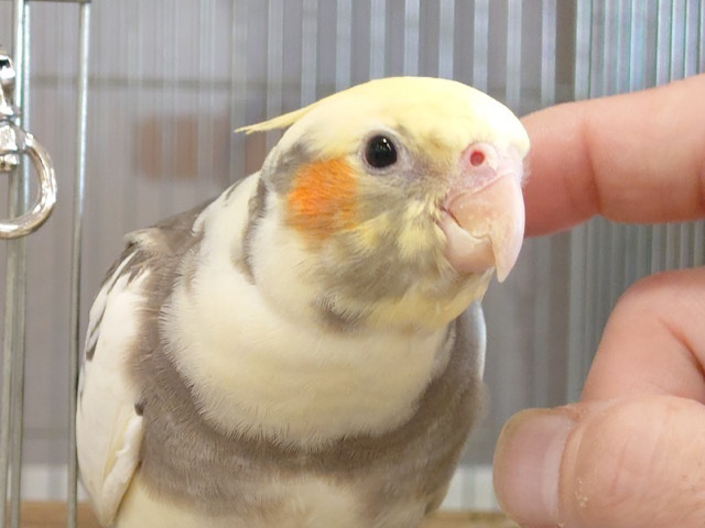 激甘♡あざとさNo.1👑オカメインコ(パイド) ヒナ