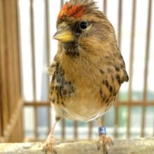 ベニヒワ  女の子  🍎🌾*°