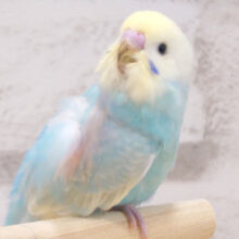 ふわふわ天使〜🧚‍♂️セキセイインコ(パステルレインボー) ヒナ