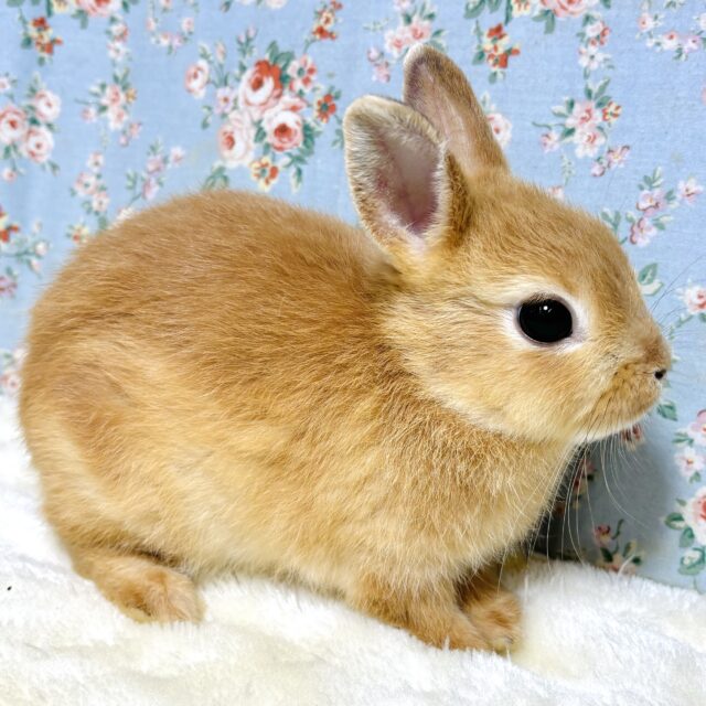 ネザーランドドワーフ