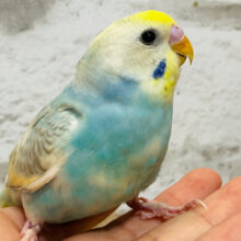 肩の上で一緒にリラックス🫧セキセイインコ(パステルレインボーパイド)