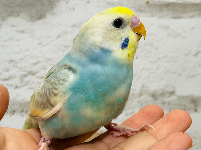 肩の上で一緒にリラックス🫧セキセイインコ(パステルレインボーパイド)