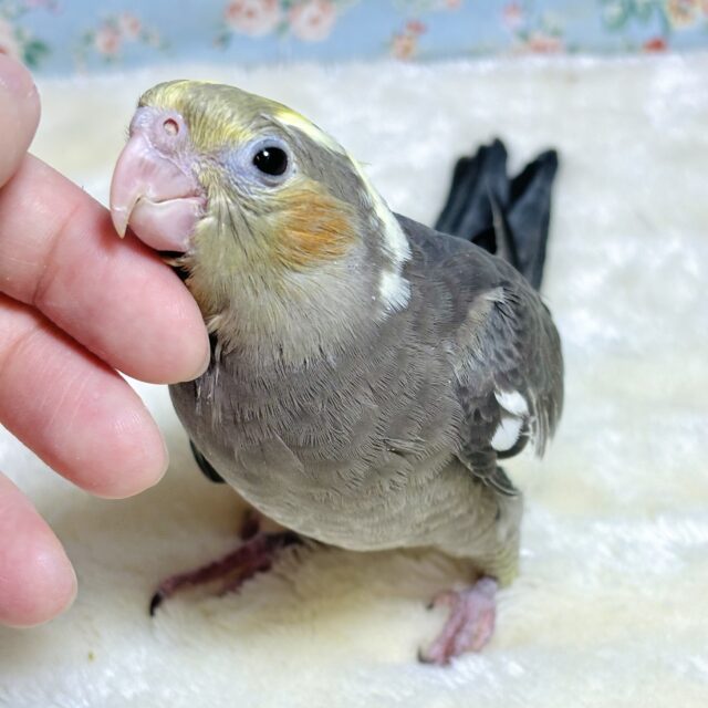 オカメインコ