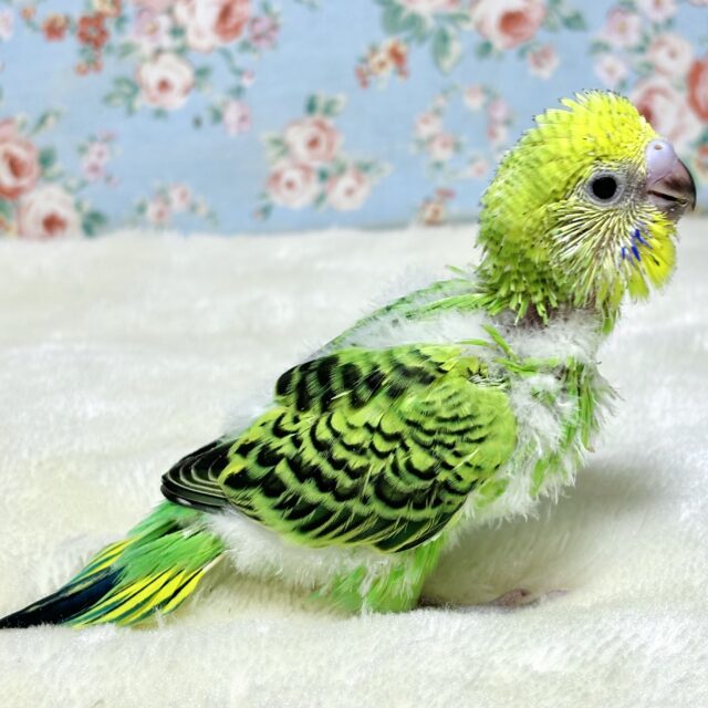 セキセイインコ