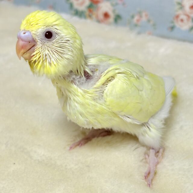 お待ちかね🌟セキセイインコちゃんず入舎しました〜 セキセイインコ