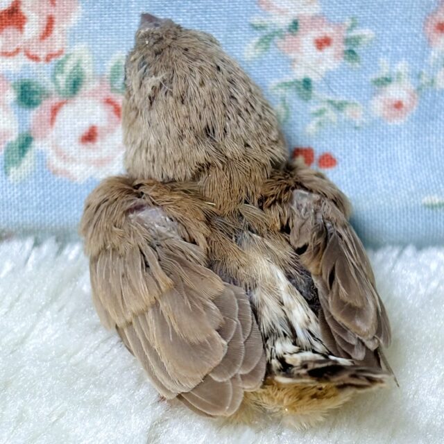 錦花鳥（キンカチョウ）