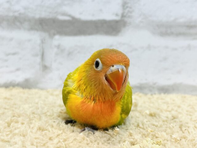 ヤマブキボタンインコ