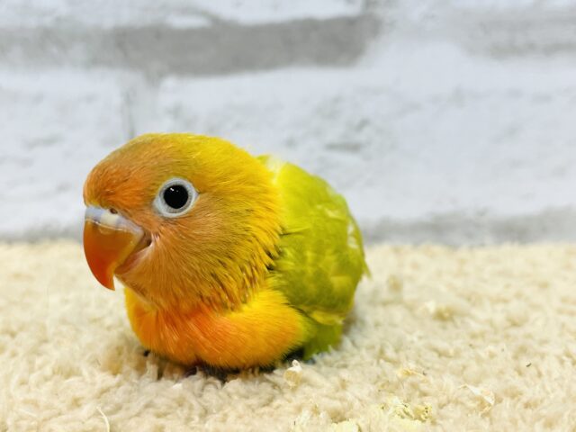 ヤマブキボタンインコ