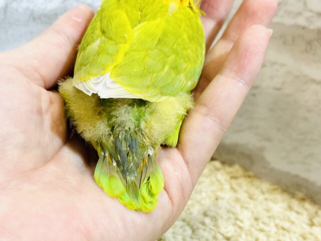 ヤマブキボタンインコ