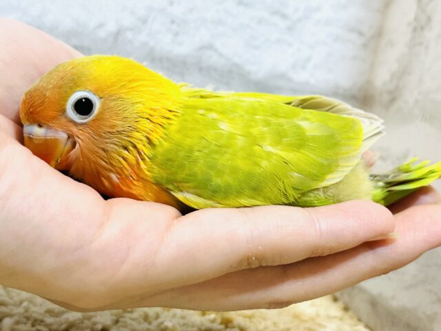 ヤマブキボタンインコ