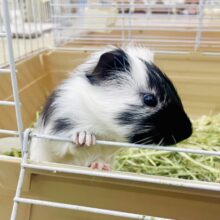 最新画像になりますよ💫イングリッシュモルモット(白×黒)入舎しました〜♪