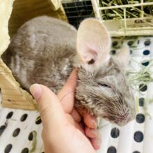 触れ合い⭕️最新画像になりますよ❣️チンチラ(シナモン)入舎しました〜♪