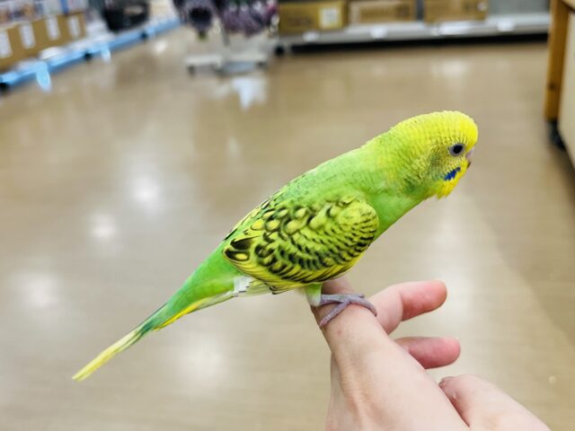 セキセイインコ